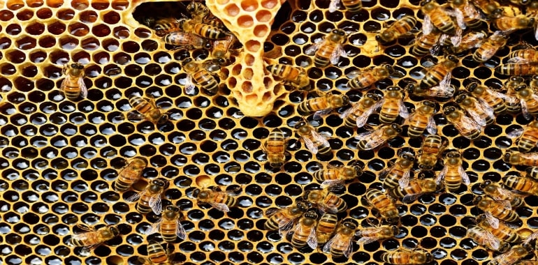 Arıların Petekleri Neden Altıgendir?